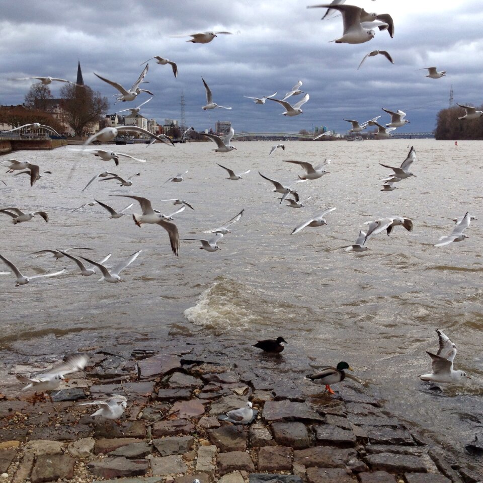 Gulls water bird water
