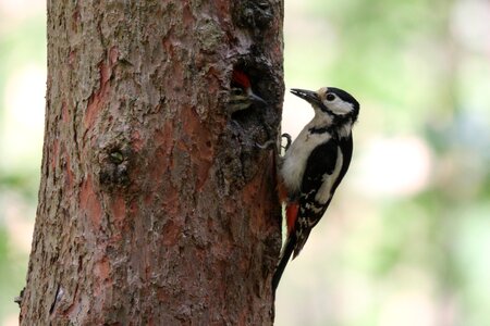 Feeding forest bird woodpecker photo