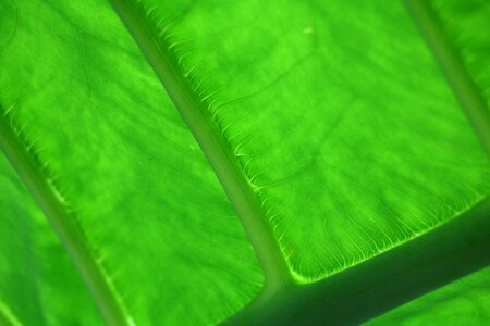 Nature green plant