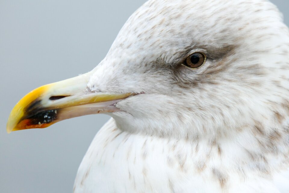 Bird seevogel water bird