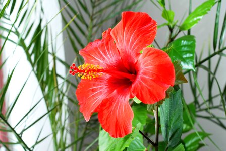 Flower hibiscus red photo