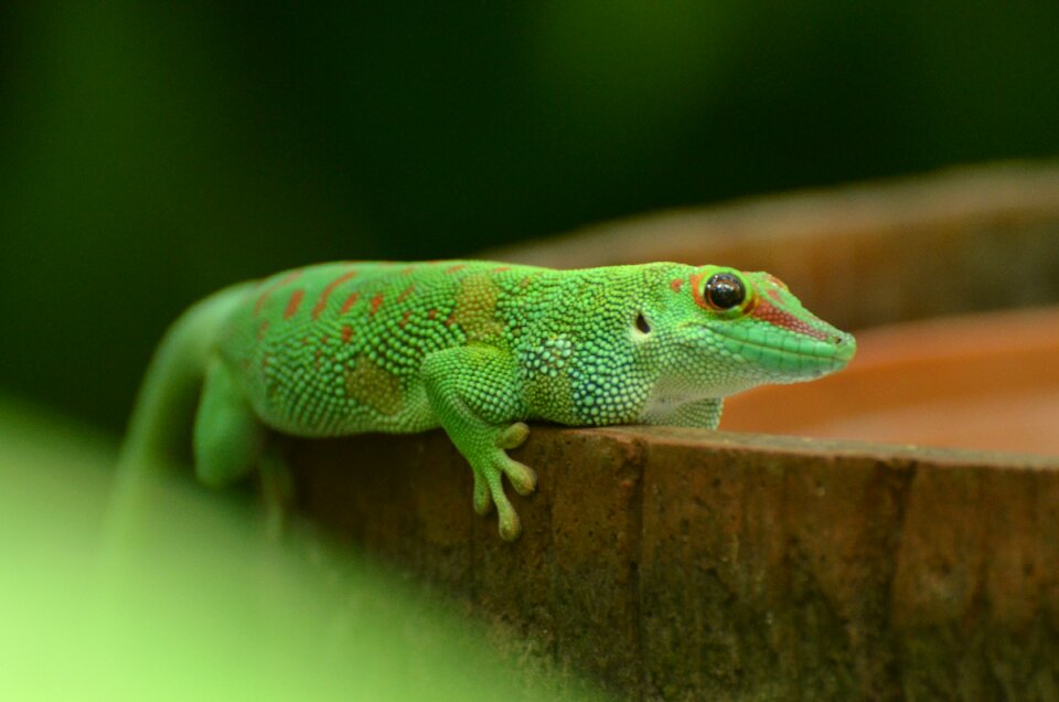 Nature lizard zoo