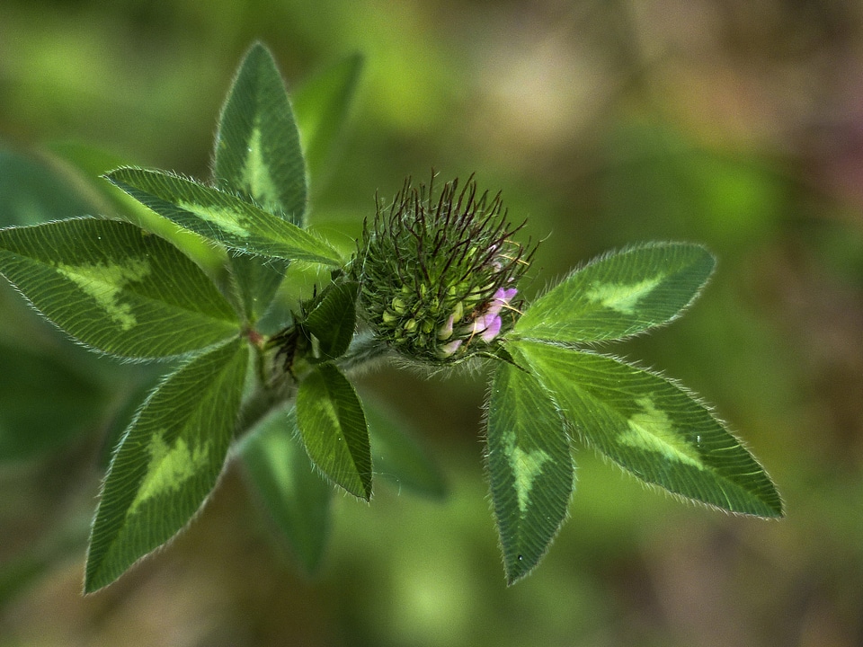 Nature green leaves