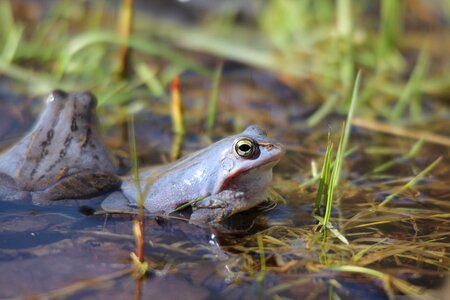 Amphibious frogs blue
