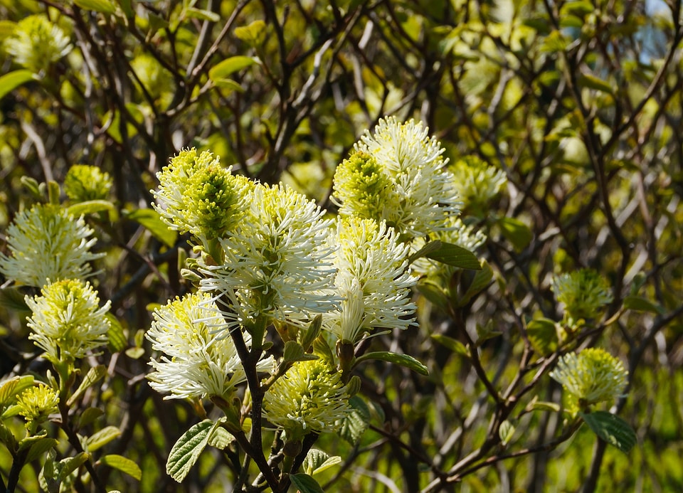Floral plant natural