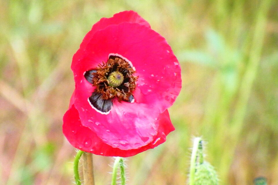 Poppy spring nature