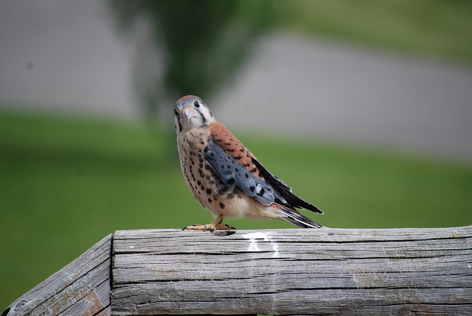 Feather wildlife beak