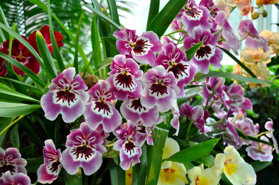 Ny botanical gardens nature