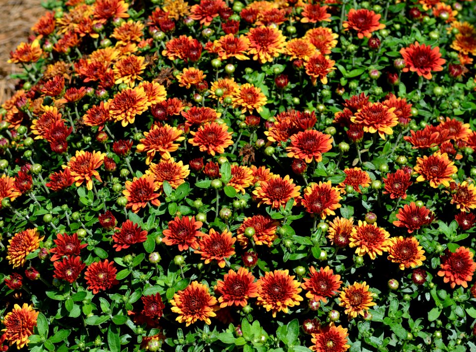 Colorful botanical nature