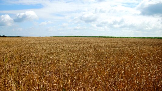 Grain wheat pasture belgium
