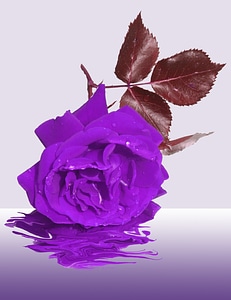 Condolences rose purple