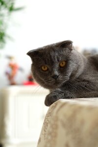 United kingdom shorthair blue cat cats