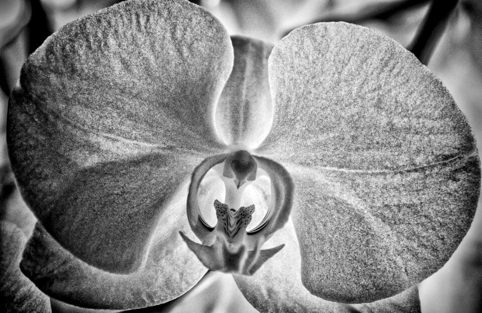 Bloom nature white blossom