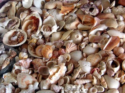 Sea shell sand