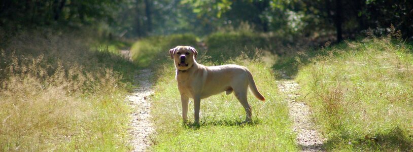 Blonde dog forest