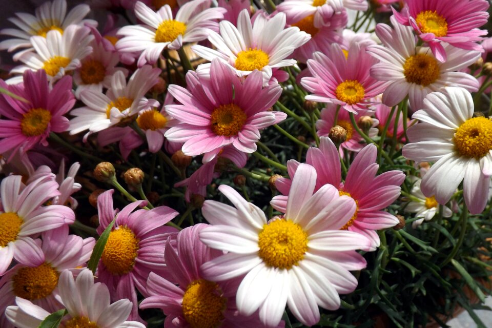 White plant spring