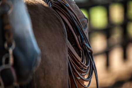 Animals cattle horseshoe