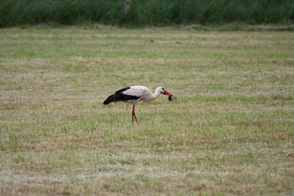 White stork rattle stork storks