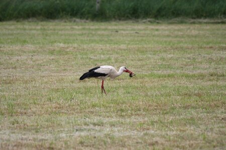 White stork rattle stork storks photo