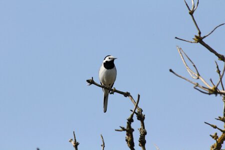 Nature bird songbird photo