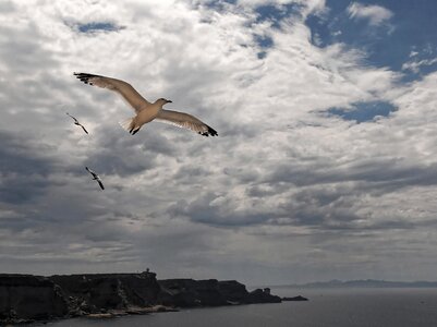 France bird bird flight