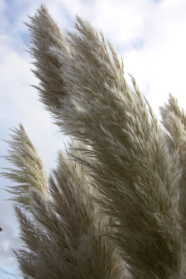 Plumes nature feather duster