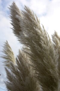 Plumes nature feather duster