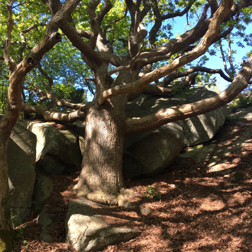 Windswept oak summer