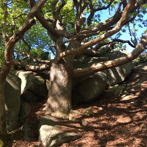 Windswept oak summer