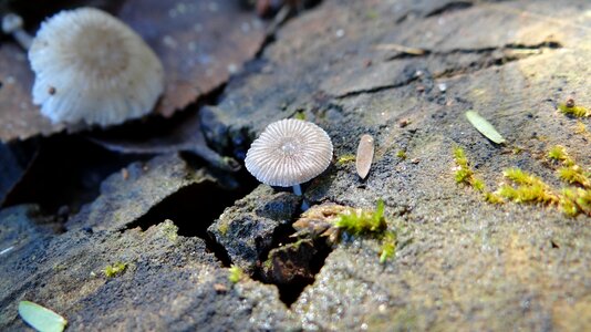 Rustic adversity stone