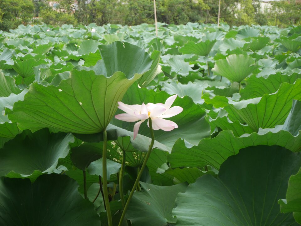 Flowers pond pink flower