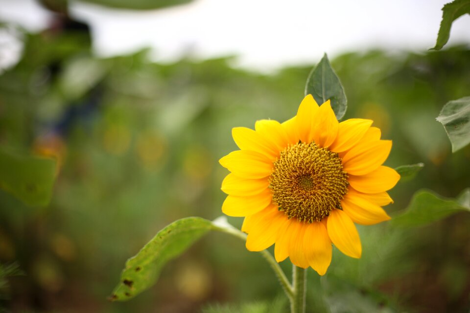 Flower yellow