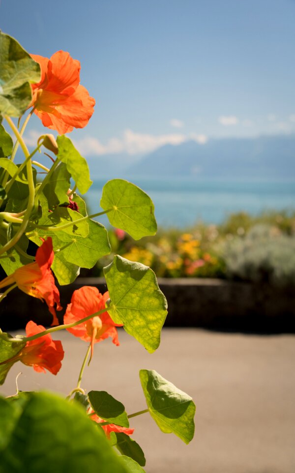 Nature nutritious flower