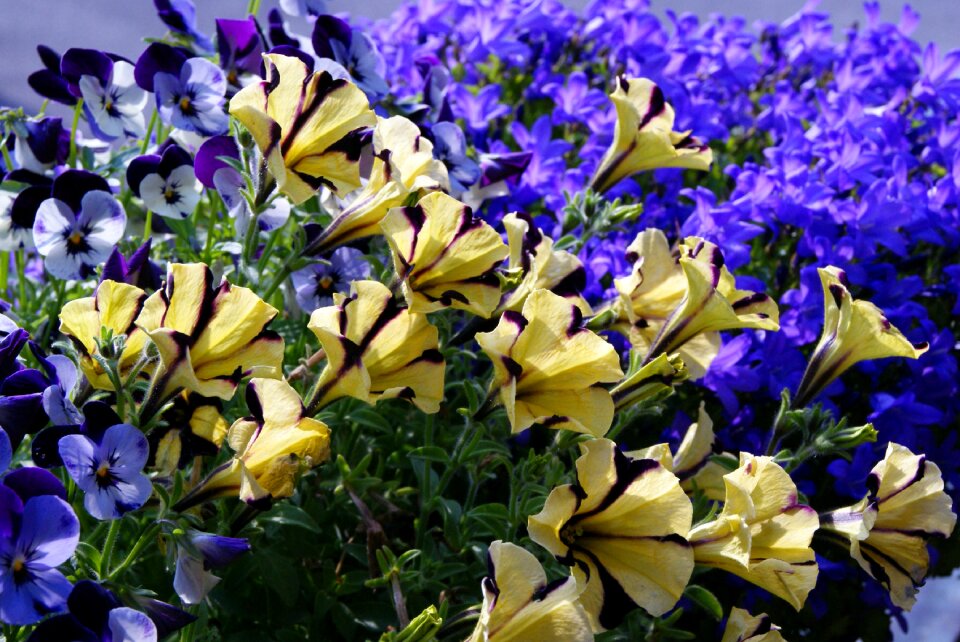 400–500 flower flowers