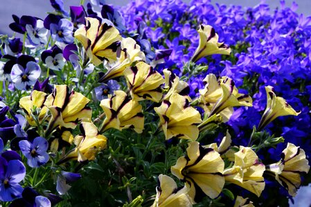 400–500 flower flowers