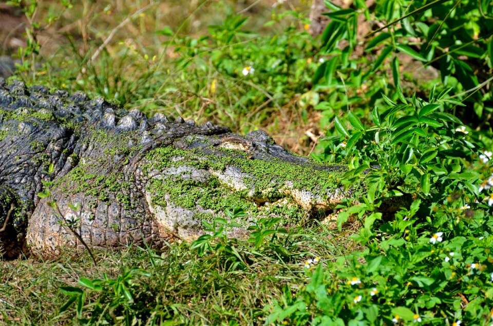 Animal crocodile green