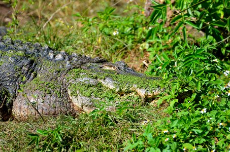 Animal crocodile green
