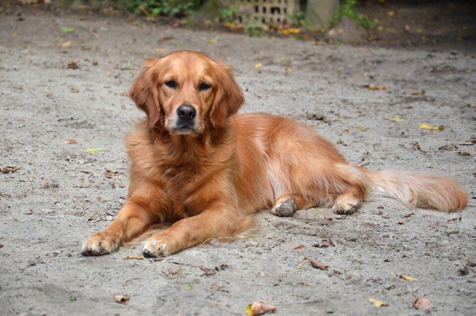 Dog golden summer