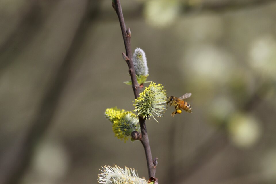 Close up honey bee pollination