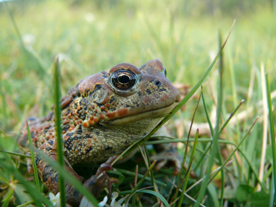 Wildlife nature
