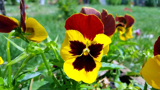 Yellow pansy pansies garden pansy photo