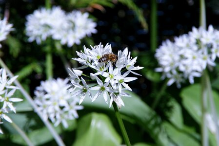 Spring wild flower white