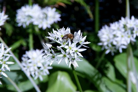 Spring wild flower white photo