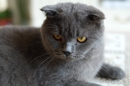 United kingdom shorthair blue cat cats photo