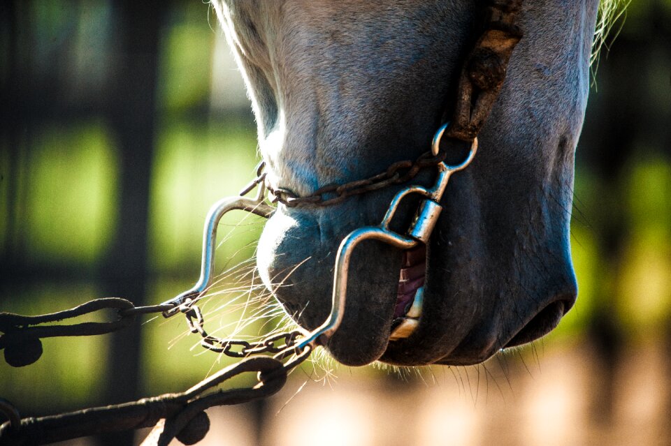 Animals cattle horseshoe