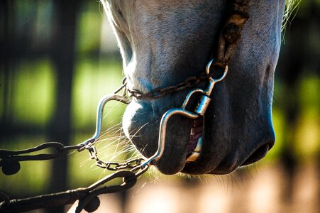 Animals cattle horseshoe