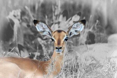 Baby impala young buck