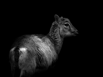 Roe deer forest hirsch