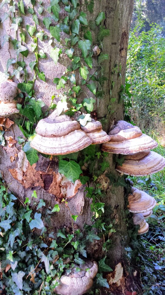 Autumn mushrooms agaric