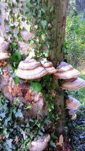 Autumn mushrooms agaric
